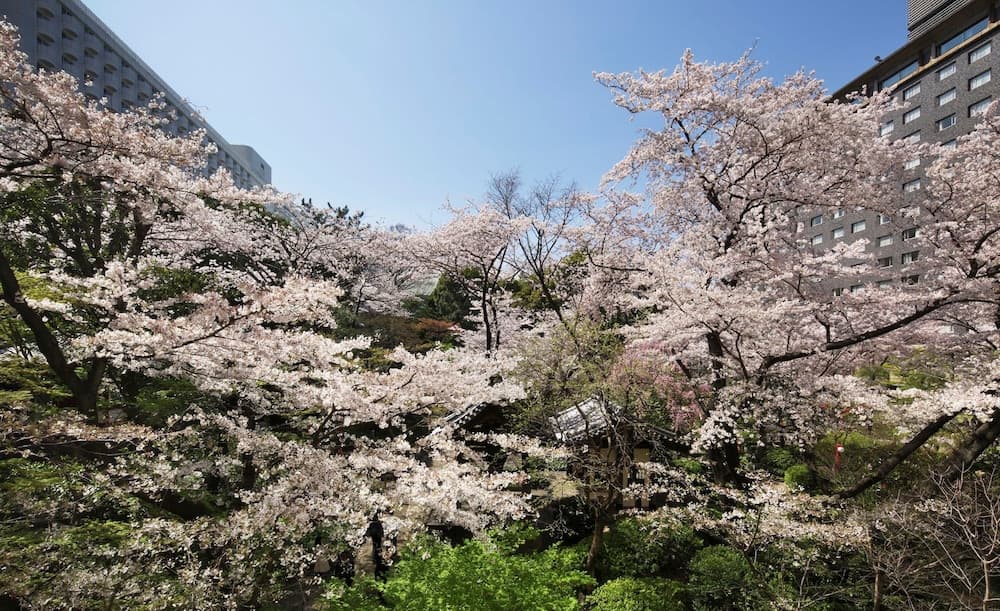 Japanese garden