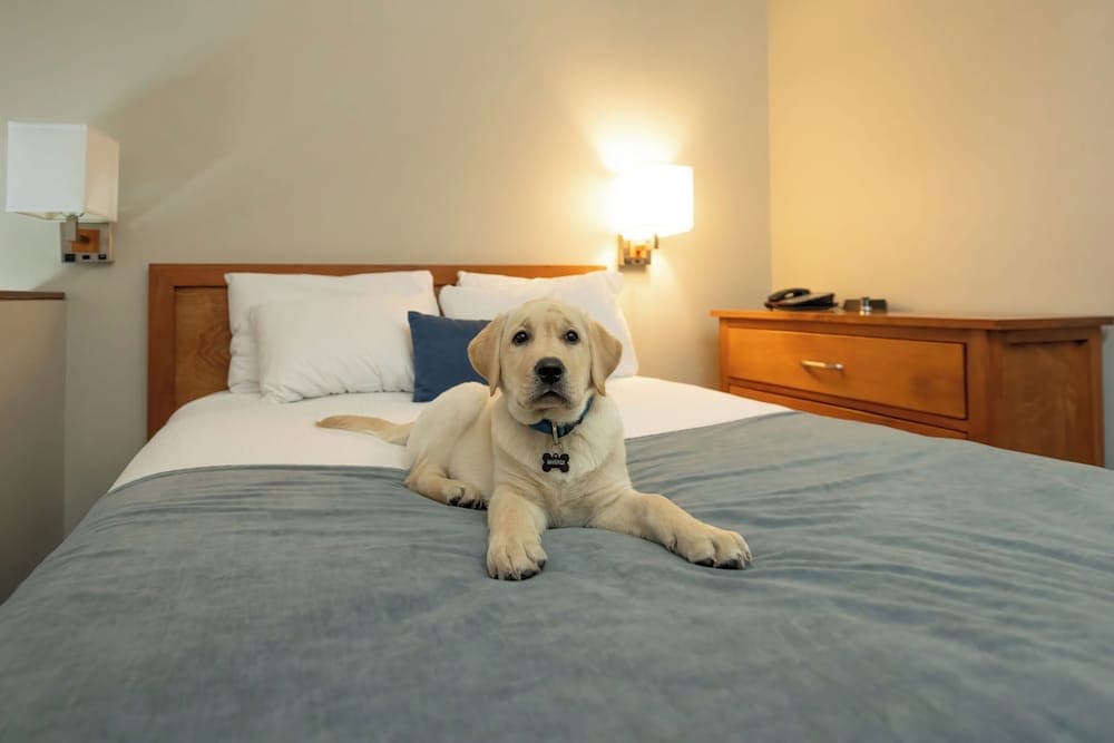 Pet-friendly