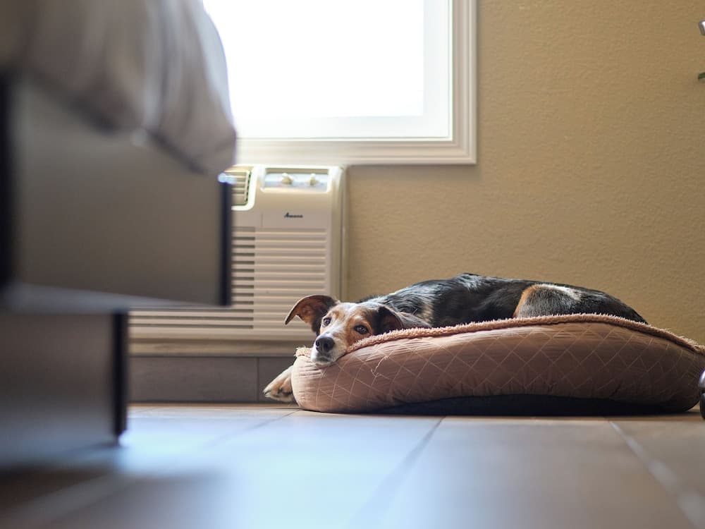 Pet-friendly
