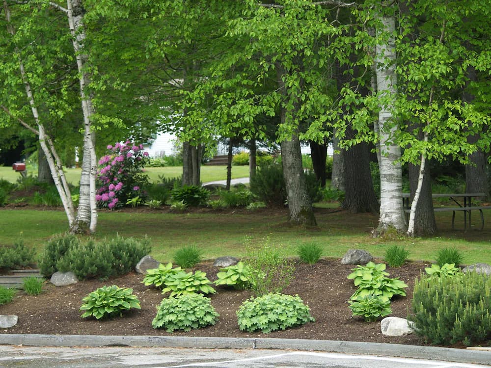 Garden view