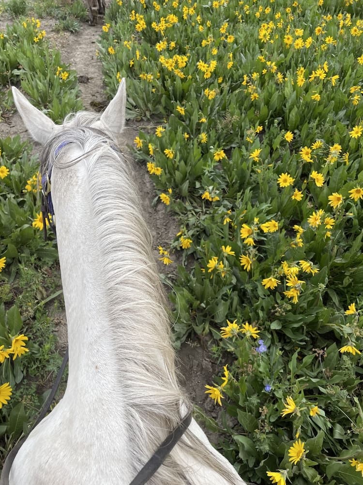Horseback riding
