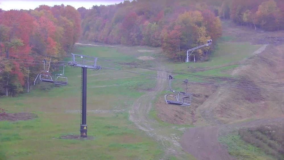 Bear Cam