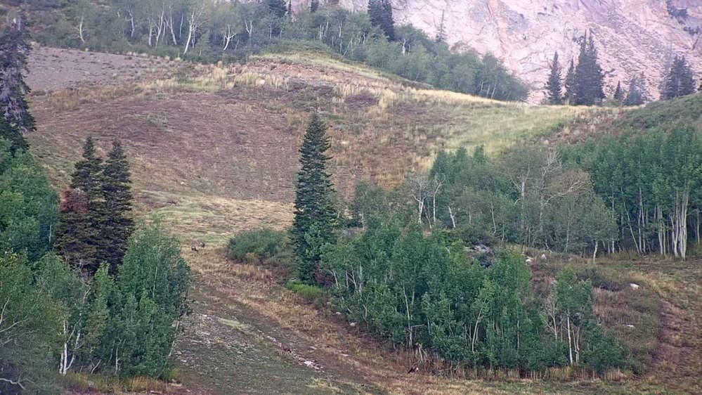Middle Bowl Base